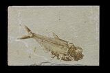 Bargain, Fossil Fish (Diplomystus) - Wyoming #159543-1